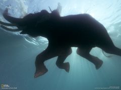 Tapeta National Geographic 437.jpg